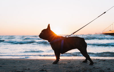 Dog on beach against sky during sunset