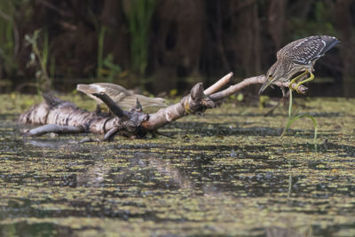 Birds perching on log over lake