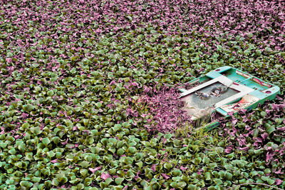 High angle view of pink flowering plant on field