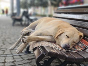 Dog sleeping on footpath