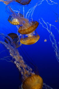 Close-up of jellyfish swimming in sea
