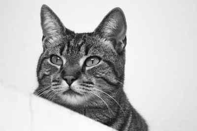 Close-up portrait of a cat against white background