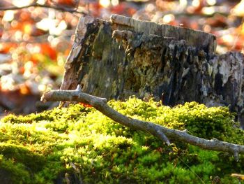 Close-up of tree