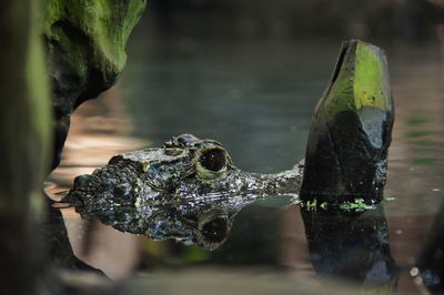 Close-up of frog swimming in lake