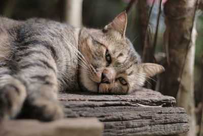 Close-up of cat sleeping