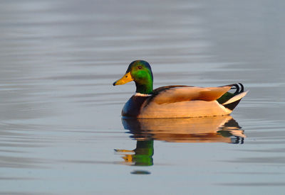 Duck swimming in lake