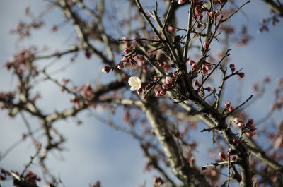 Low angle view of cherry blossom against sky
