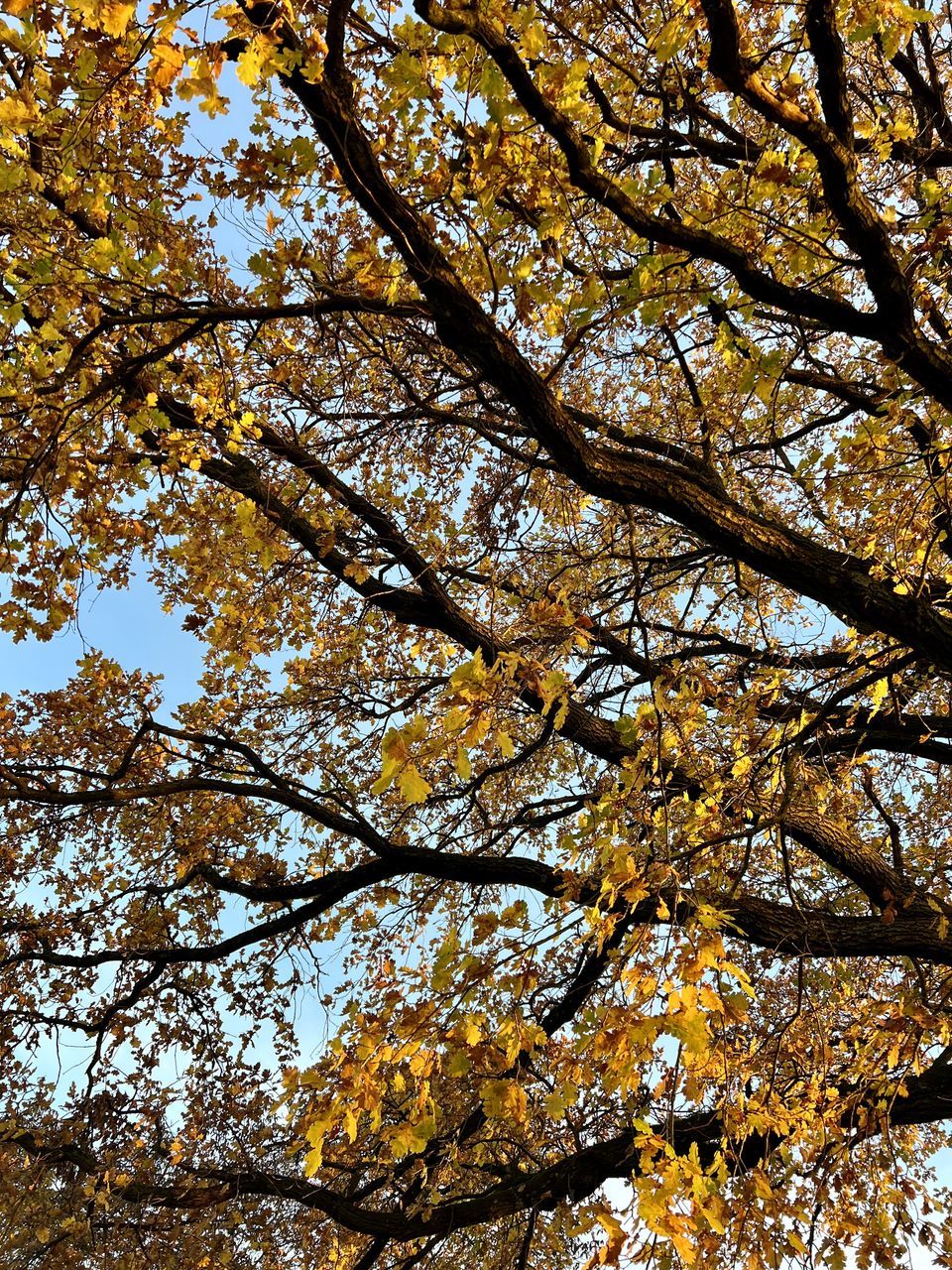 tree, plant, low angle view, branch, beauty in nature, growth, nature, no people, leaf, autumn, sky, day, tranquility, sunlight, outdoors, full frame, backgrounds, yellow, scenics - nature, tree canopy