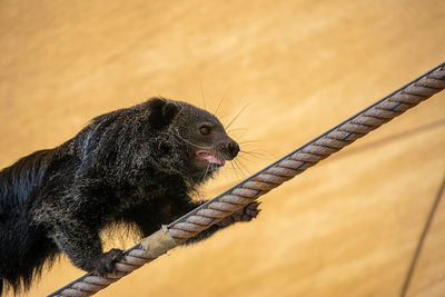 Close-up of a monkey