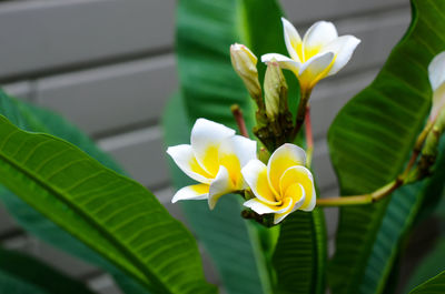 Close-up of yellow flowers blooming outdoors