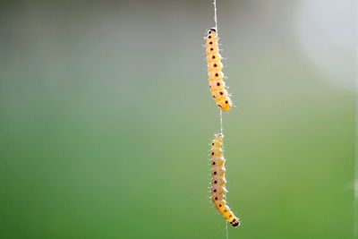 Close-up of insect on leaf