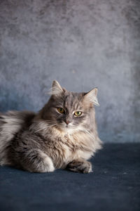 Portrait of cat sitting on floor