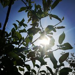 Low angle view of tree against clear sky