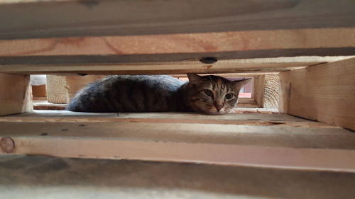 Portrait of cat resting on wood