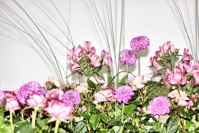 Close-up of pink flowering plants