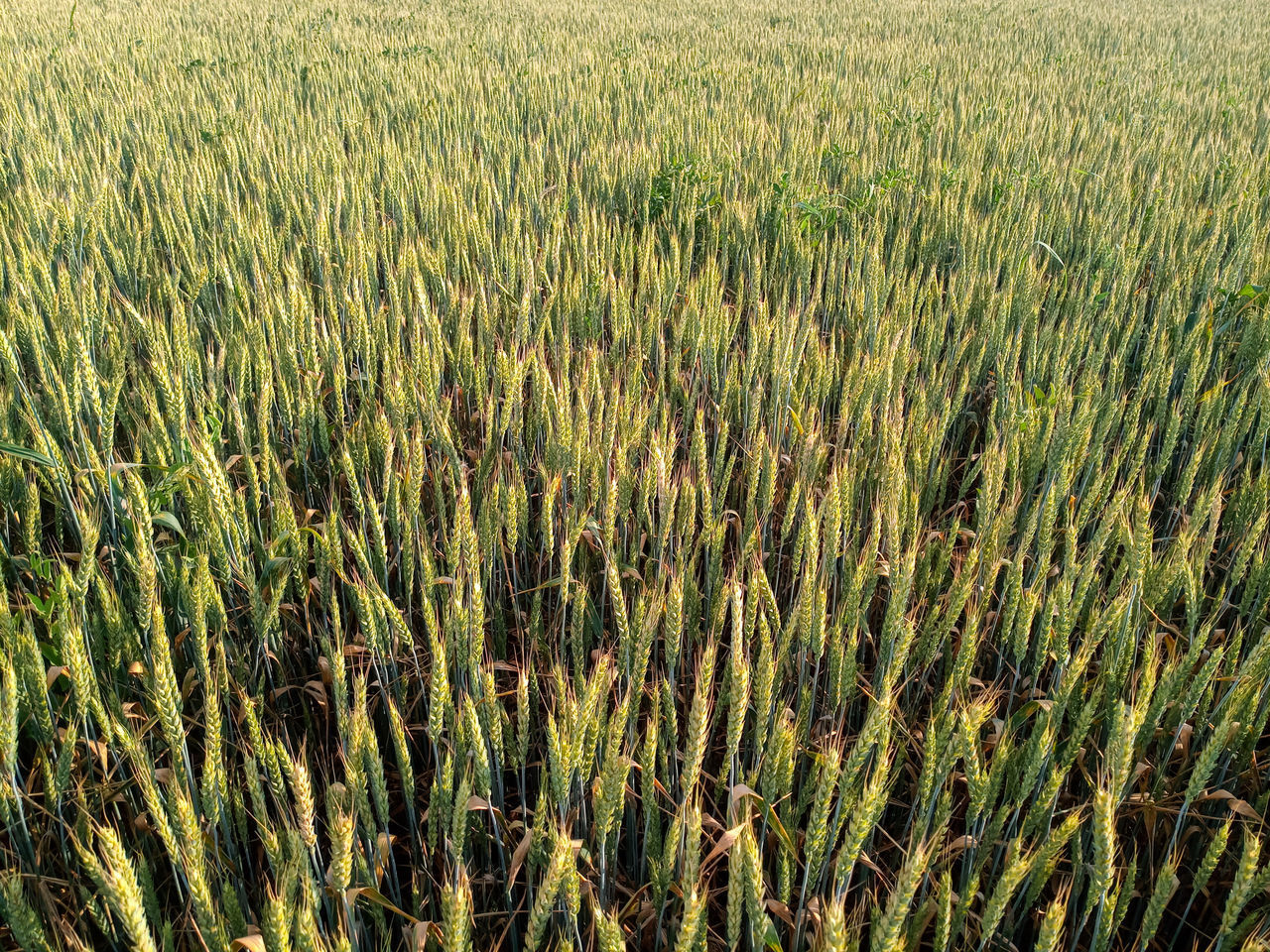 FULL FRAME SHOT OF STALKS IN FIELD AGAINST THE SKY