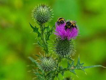 Two bumblebees on a flower.