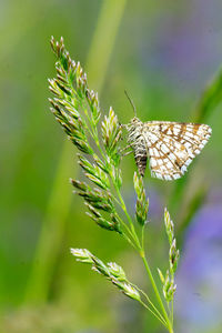 Close-up of butterfly pollinating on flower