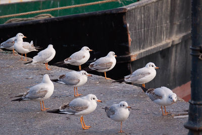 Seagulls on pier by boat