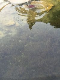 Reflection of trees in puddle
