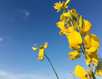 Low angle view of yellow flowering plant against clear blue sky