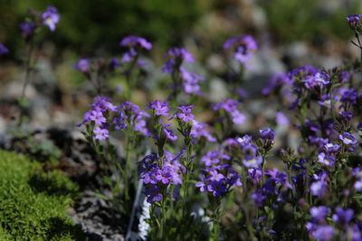 Close-up of purple flowering plants