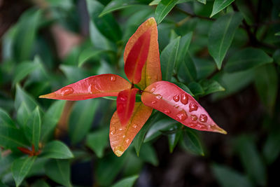 Close-up of raindrops on leaf