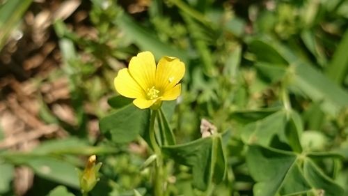 Close-up of yellow flower