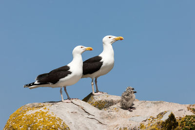 Seagull perching on rock against clear blue sky