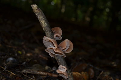 Close-up of mushroom growing on field