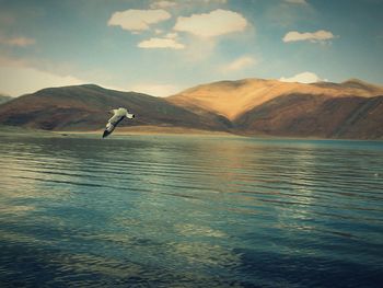 Bird flying over sea