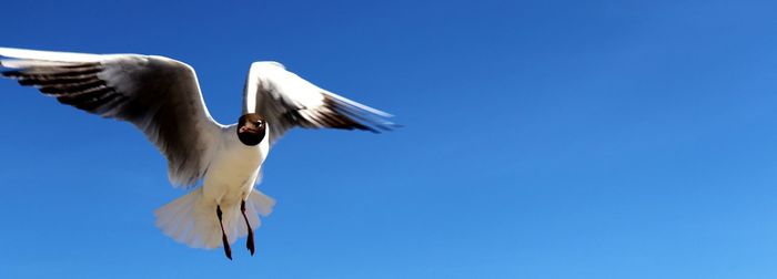 Low angle view of seagulls flying in sky