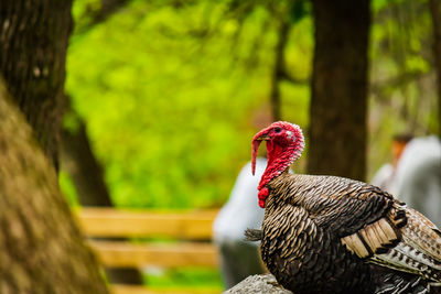 Close-up of turkey bird