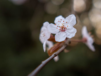 Close-up of white cherry blossom