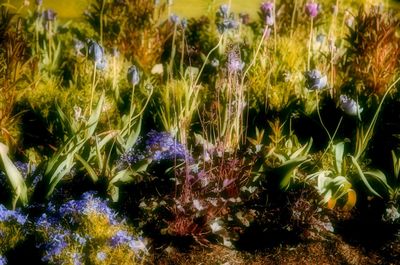 Close-up of plants growing in grass