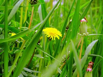 Close-up of flowers blooming in field
