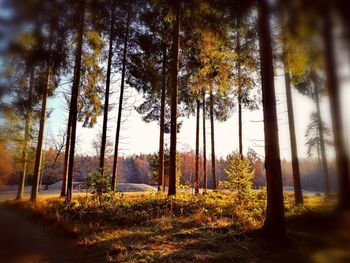Trees in forest during autumn