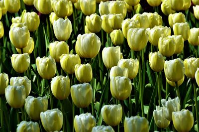 Full frame shot of white tulips