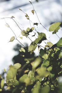 Close-up of flowering plant against sky