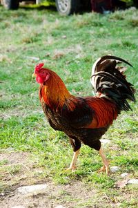 Close-up of a rooster on land
