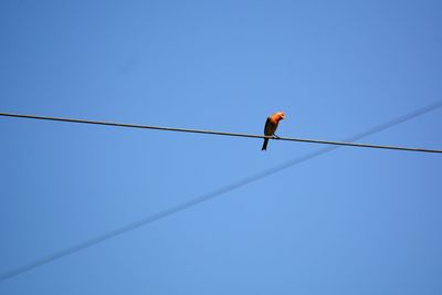 Low angle view of bird perching on cable against clear blue sky