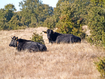 Bulls sitting on field against trees