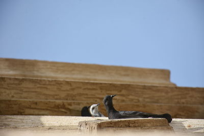 Low angle view of bird flying