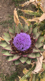 High angle view of purple flower on field