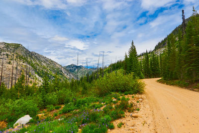 Road amidst trees and plants against sky