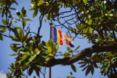 Low angle view of flags hanging on tree against sky