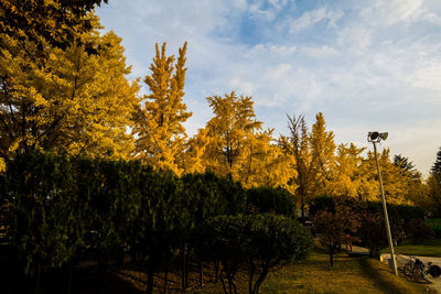 Trees on field against sky