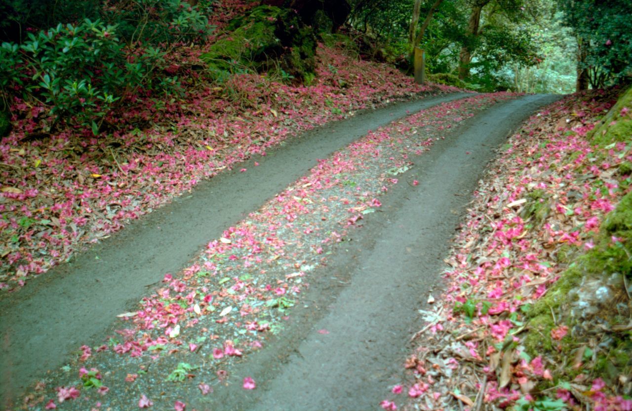 plant, flower, nature, flowering plant, beauty in nature, growth, freshness, tree, no people, land, pink color, ornamental garden, tranquility, forest, leaf, outdoors, footpath, landscaped, garden, day, flowerbed, garden path, springtime, flower head