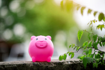 Close-up of pink toy against blurred background