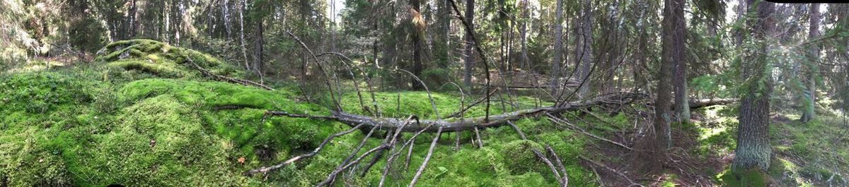 View of trees in forest